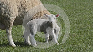 Lamb running to ewe for protection