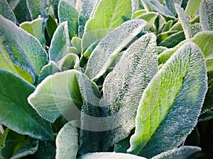 Lamb`s-ear in the morning sunshine.