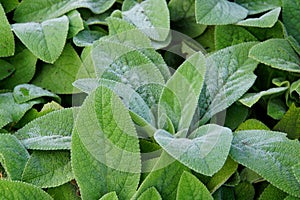 Lamb's Ear plant, perennial plant with soft and fuzzy leaves