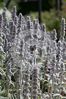 Lamb`s ear plant  -  Stachys Byzantina blooming in violet in the medicinal garden