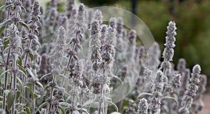 Lamb`s ear plant  -  Stachys Byzantina blooming in violet in the medicinal garden