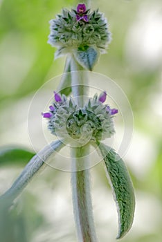 Lamb`s-ear plants