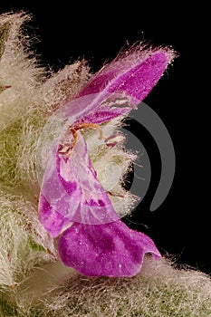 Lamb`s-Ear Stachys byzantina. Flower Closeup