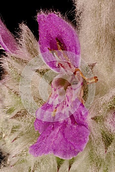 Lamb`s-Ear Stachys byzantina. Flower Closeup