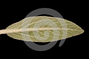 Lamb`s-Ear Stachys byzantina. Leaf Closeup