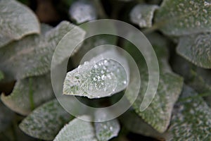 The lamb\'s-ear (Stachys byzantina) plant