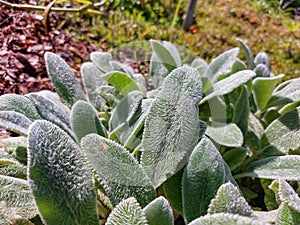 Lamb\'s ear (Stachys byzantina) \'Silver Carpet\' growing with grey, woolly foliage with elliptic leaves