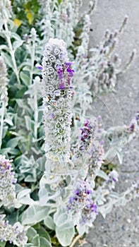 Lamb`s Ear at the walkway.