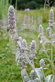 Lamb`s ears a stachys woolly Stachys byzantina K.Koch