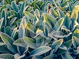 Lamb`s Ears, Turkish lamb`s ear, Stachys byzantine Stachys Lamiaceae.