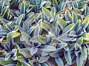 Lamb`s Ears, Turkish lamb`s ear, Stachys byzantine Stachys Lamiaceae. Garden plants close-up