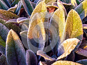 Lamb`s Ears, Turkish lamb`s ear, Stachys byzantine Stachys Lamiaceae. Garden plants close-up