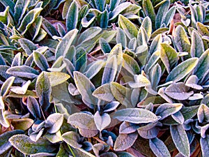 Lamb`s Ears, Turkish lamb`s ear, Stachys byzantine Stachys Lamiaceae