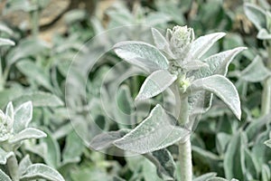 Lamb`s Ears, Turkish lamb`s ear, Stachys byzantine, woolly hedge