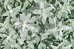 Lamb`s Ears, Turkish lamb`s ear, Stachys byzantine, woolly hedge