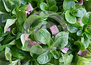 Lamb`s lettuce and bacon salad - Valerianella locusta