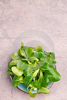 LambÂ´s lettuce on a brown textured background