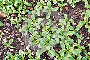 Lamb`s lettuce - Corn salad with raindrops growing in soil