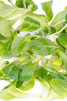 LambÂ´s lettuce isolated on a white background