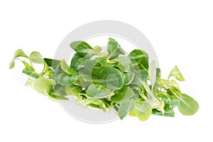 LambÂ´s lettuce isolated on a white background