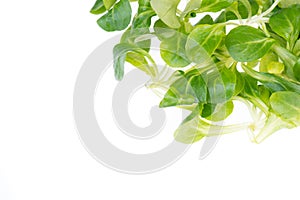 LambÂ´s lettuce isolated on a white background