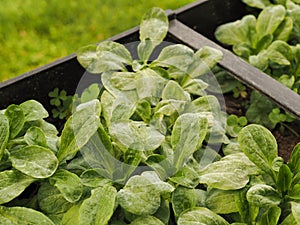 Lamb\'s lettuce with mildew in a balcony box