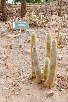 Lamb\'s Tail Cactus (Cleistocactus hyalacanthus) in the high altitude botanical garden in Tilcara.