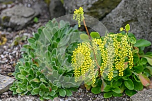 Lamb’s-tail Umbilicus oppositifolius tiny, plants with sulphur-yellow flowers