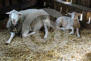 Lamb and sheep in animal farm