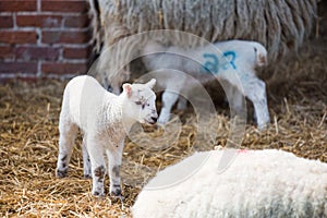 Lamb sheep in a barn during lambing season