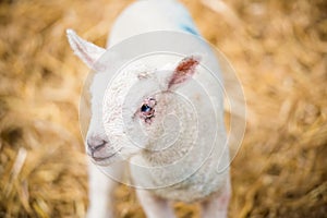 Lamb sheep in a barn during lambing season isolated background
