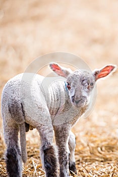 Lamb sheep in a barn during lambing season isolated background