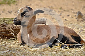 Lamb sheep of Cameroon lying on straw
