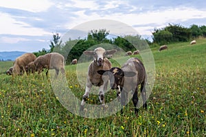 Lamb and sheep on meadow.