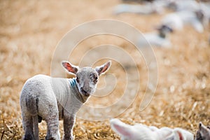 Lamb sheep in a lambing pen during lambing season