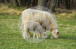 Lamb and sheep