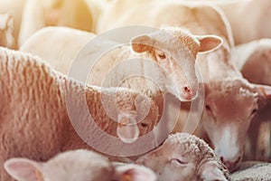 Lamb in sheep pen on dairy farm