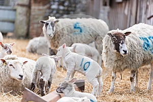 Lamb sheep play amongst Ewe Sheep in a lambing pen during lambing season