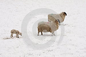 Lamb and sheep in the Snow