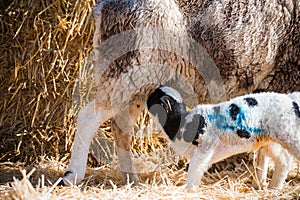 Lamb sheep suckling Ewe in a lambing pen during lambing season