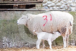 Lamb sheep suckling on its Ewe mother in a barn during lambing season
