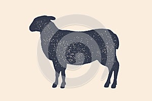 Lamb, sheep. Vintage logo, retro print, poster for Butchery