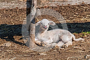 Lamb sitting on the ground