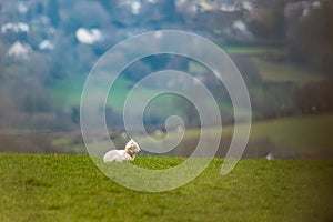 Lamb sleeping in farm landscape Brecon Beacons