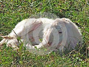 Lamb with the soft white wool on the lawn in the mountains