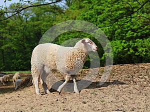 A lamb in spring. In the background sheep graze in a nature reserve. photo