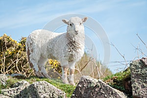 Lamb in springtime
