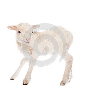 Lamb standing