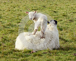 Lamb standing on his mother`s back