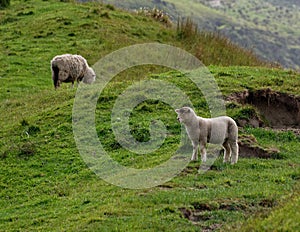 A lamb is standing side on to the camera